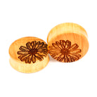 Daisy-OO - BC Plugs  - 1